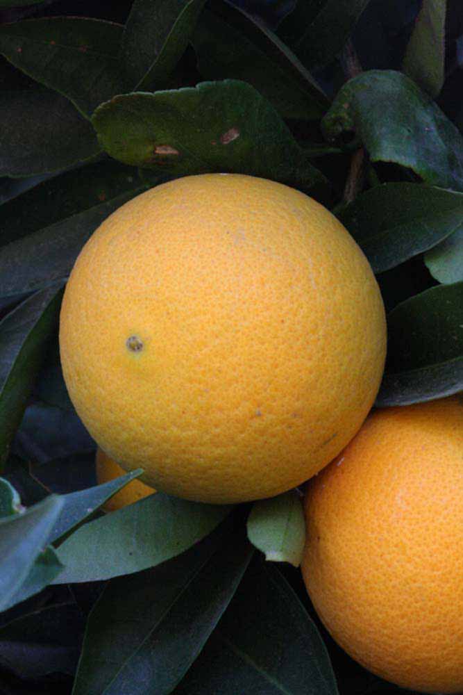              Fruit (Riverside, CA)       